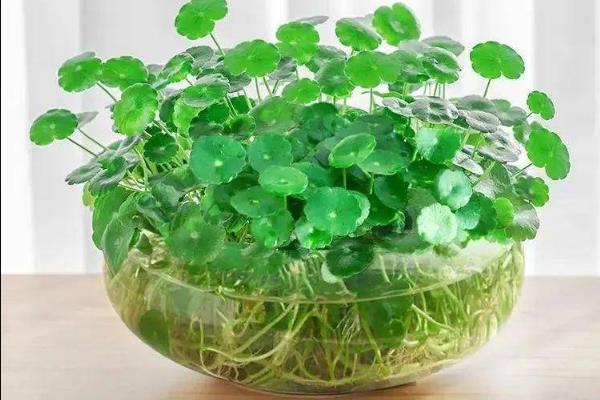 铜钱草怎么水培，要每隔10天给铜钱草换一次水