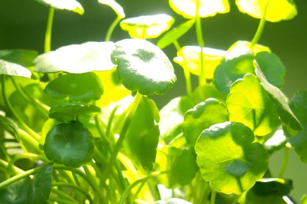 铜钱草怎么水培，要每隔10天给铜钱草换一次水