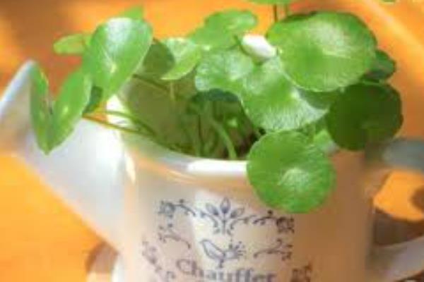 铜钱草怎么水培，要每隔10天给铜钱草换一次水