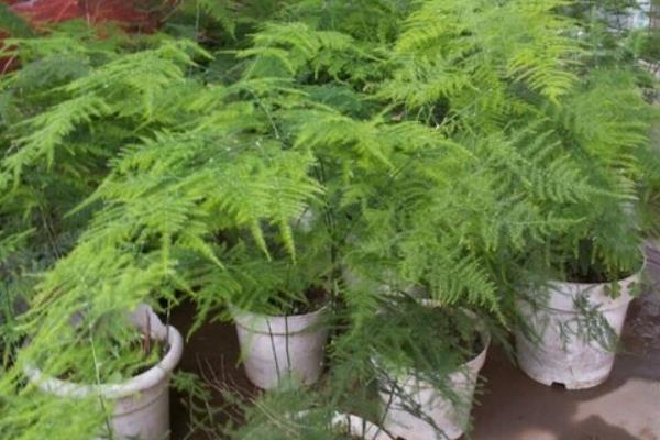 文竹的形状，茎部细柔有节点且叶片大多丛生在一起