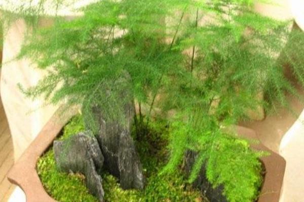 文竹的形状，茎部细柔有节点且叶片大多丛生在一起