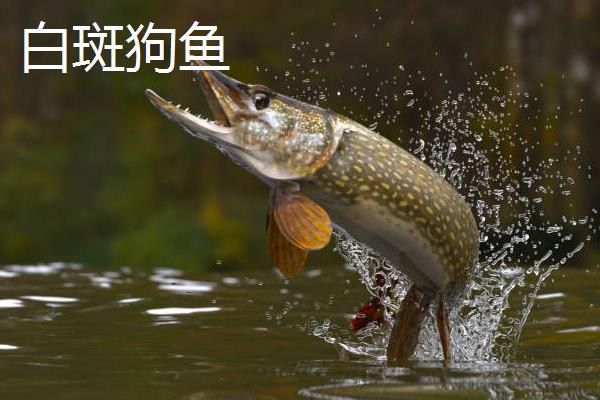 狗鱼苗哪里有出售,可以到当地的水产市场购买