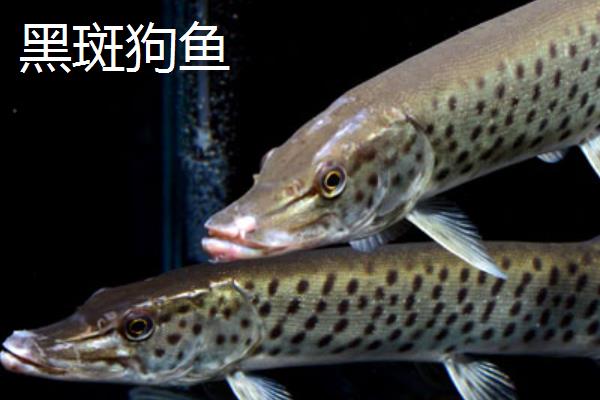 狗鱼苗哪里有出售,可以到当地的水产市场购买