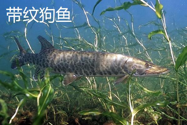 狗鱼苗哪里有出售,可以到当地的水产市场购买
