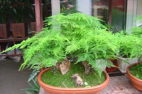 文竹的形状，茎部细柔有节点且叶片大多丛生在一起