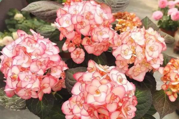绣球花最经典的品种，常见以下9个品种