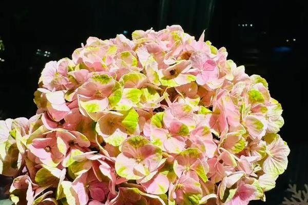 绣球花最经典的品种，常见以下9个品种