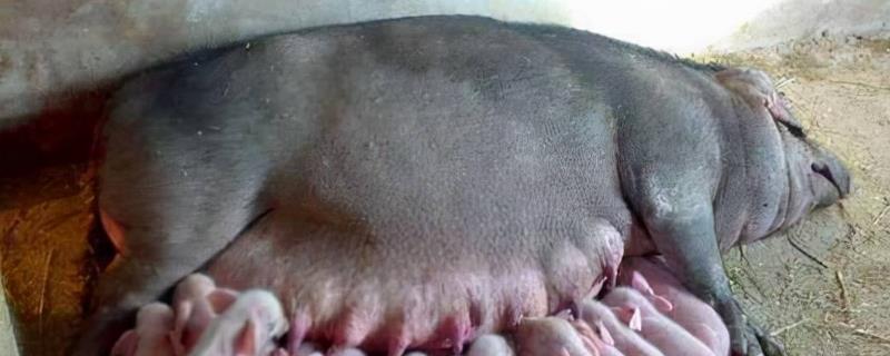 母猪怀孕120天还未生产是否正常，预产期会在108-125天的范围内变动