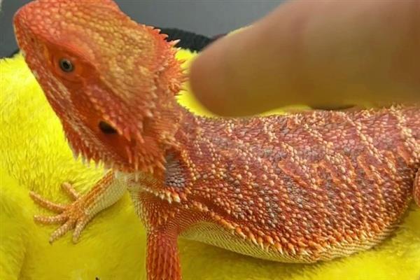 鬃狮蜥不吃东西的原因，可能是饲料太大或身体不适等导致