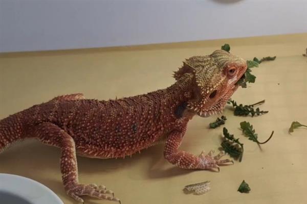 鬃狮蜥不吃东西的原因，可能是饲料太大或身体不适等导致