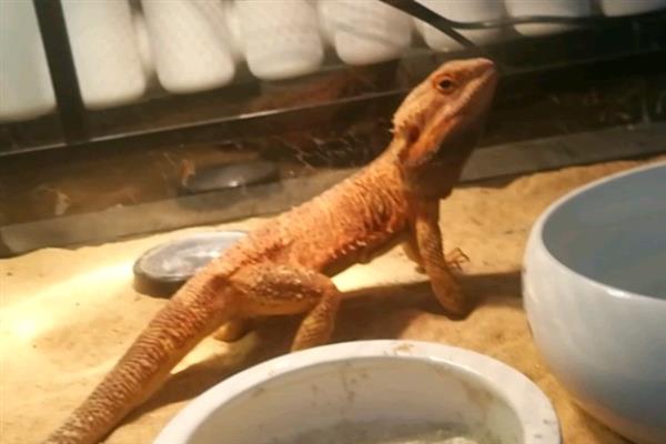鬃狮蜥不吃东西的原因，可能是饲料太大或身体不适等导致