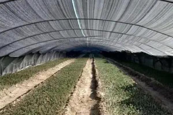 育苗遮阳网的特点，具有抗紫外线的作用