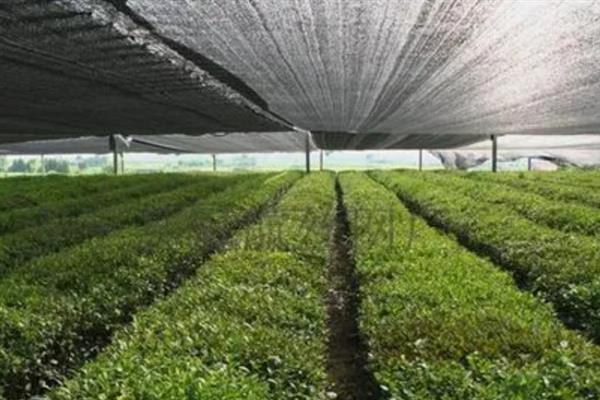 育苗遮阳网的特点，具有抗紫外线的作用