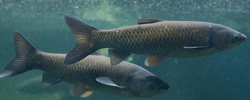 青鱼会不会自然繁殖,环境适宜时具备自然繁殖的能力