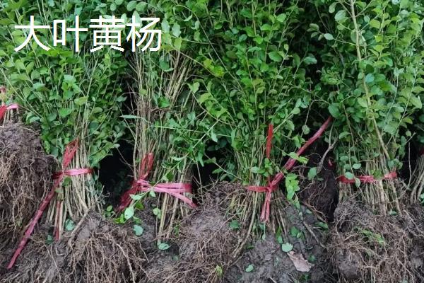 大叶黄杨与小叶黄杨的区别，株型、叶子和木质均不同