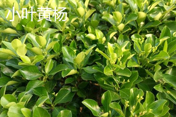 大叶黄杨与小叶黄杨的区别，株型、叶子和木质均不同