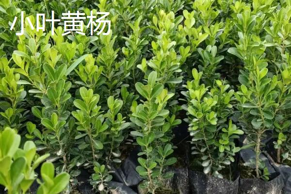 大叶黄杨与小叶黄杨的区别，株型、叶子和木质均不同