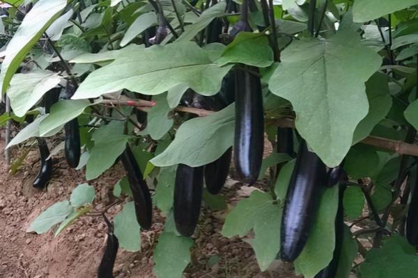 茄子什么时候种植好，最好在春季和秋季