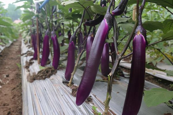 茄子什么时候种植好，最好在春季和秋季