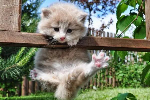 猫咪怕什么气味，对酸性气味、辛辣刺激性气味敏感