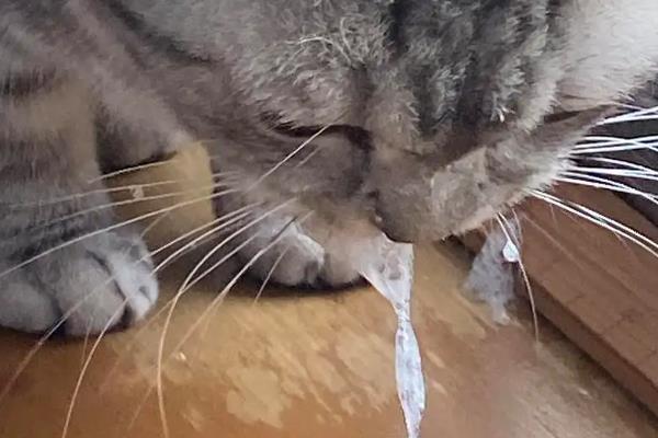 猫咪怕什么气味，对酸性气味、辛辣刺激性气味敏感