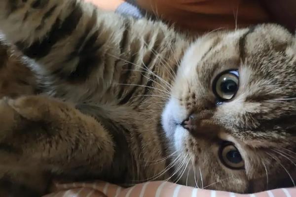 猫咪怕什么气味，对酸性气味、辛辣刺激性气味敏感
