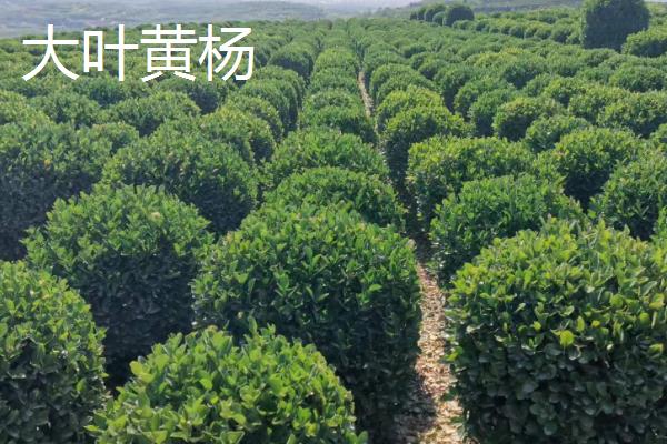 大叶黄杨与小叶黄杨的区别，株型、叶子和木质均不同