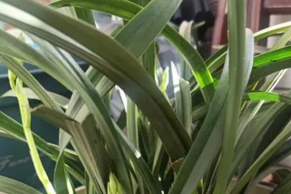 兰花换盆需要连续三天浇水的原因，能加快植株适应环境的速度