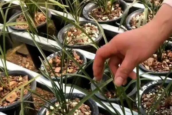 兰花换盆需要连续三天浇水的原因，能加快植株适应环境的速度