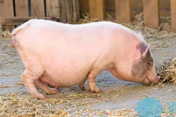 母猪怀孕120天还未生产是否正常,预产期会在108-125天的范围内变动