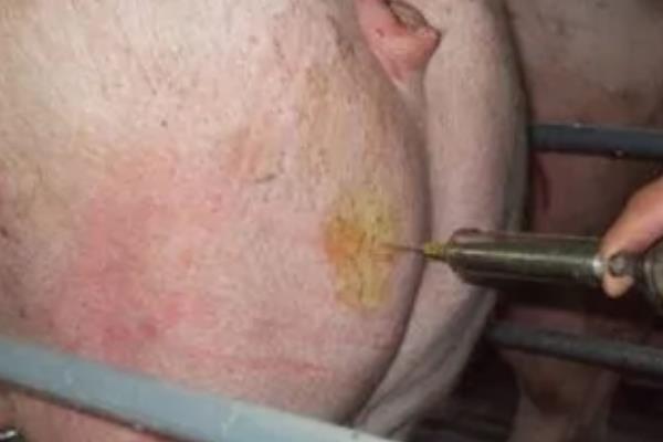 母猪怀孕120天还未生产是否正常,预产期会在108-125天的范围内变动