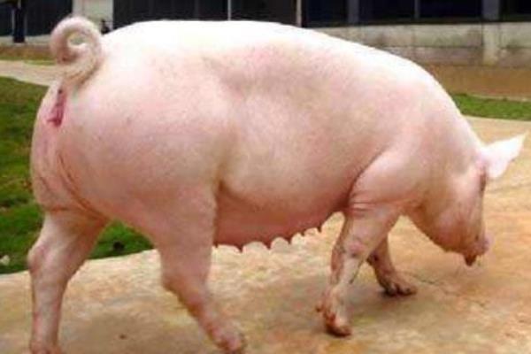 母猪怀孕120天还未生产是否正常,预产期会在108-125天的范围内变动