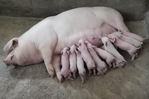 母猪怀孕120天还未生产是否正常,预产期会在108-125天的范围内变动