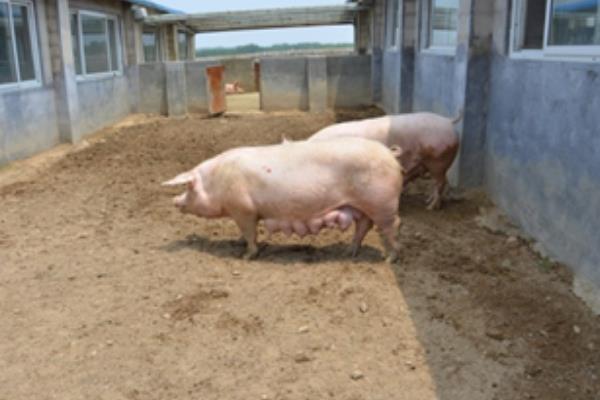 母猪怀孕120天还未生产是否正常,预产期会在108-125天的范围内变动