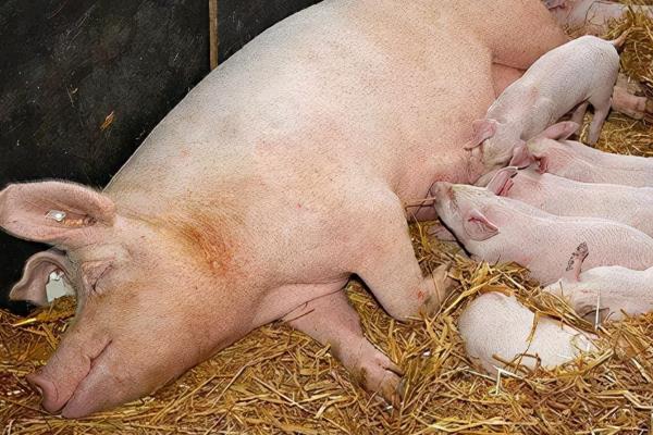 母猪怀孕120天还未生产是否正常,预产期会在108-125天的范围内变动