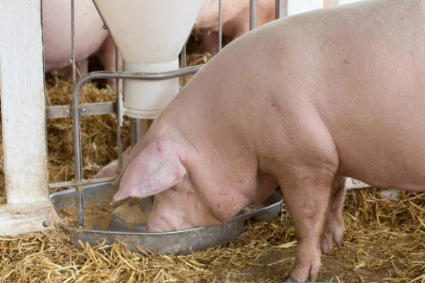 母猪怀孕120天还未生产是否正常,预产期会在108-125天的范围内变动