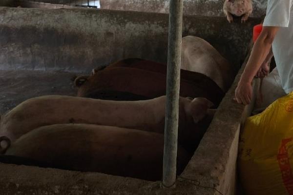 母猪怀孕120天还未生产是否正常,预产期会在108-125天的范围内变动