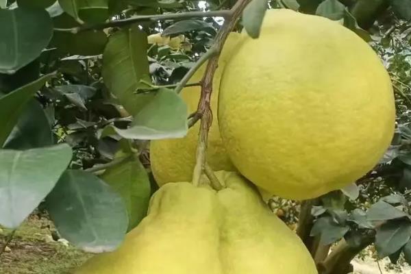 挑选沙田柚的方法，成熟的果实具有表皮细腻光滑、着色均匀等特点