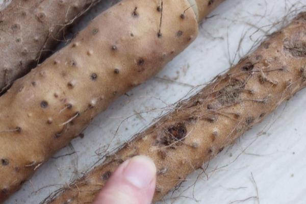 优质山药品种如何选，可以看根须、果肉等