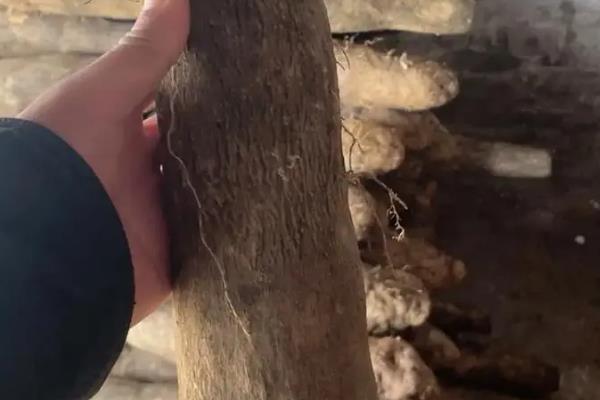 优质山药品种如何选，可以看根须、果肉等