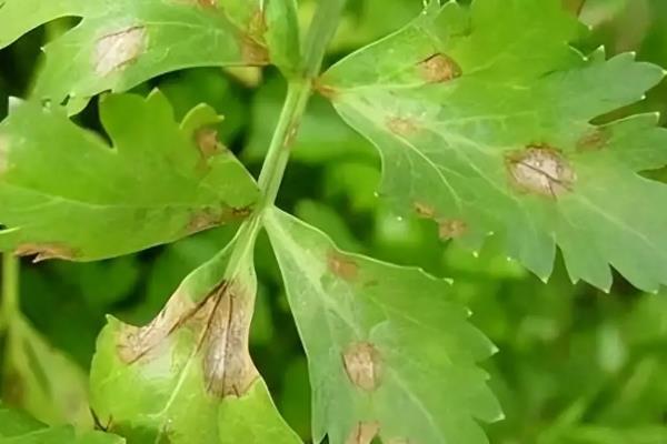 芹菜早疫病的症状，发病初期叶片为水渍状褪绿色圆斑