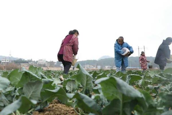 西兰花的田间管理方法，移栽2天内及时查田补苗