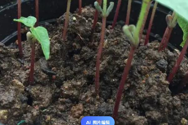 绿豆的高产栽培技术，切忌连作