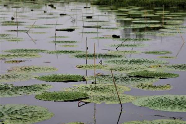 不怕重阳十天雨只怕立冬一天晴的含义，是指重阳节可以连续下雨、但立冬不下雨不是好征兆