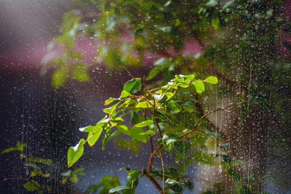 不怕重阳十天雨只怕立冬一天晴的含义，是指重阳节可以连续下雨、但立冬不下雨不是好征兆