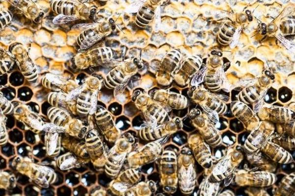 中蜂怎么原地分蜂而不回蜂，可利用新工蜂这一特性来拆分蜂群