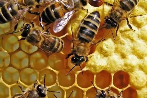 中蜂怎么原地分蜂而不回蜂，可利用新工蜂这一特性来拆分蜂群