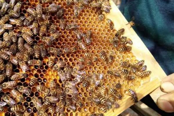 中蜂怎么原地分蜂而不回蜂，可利用新工蜂这一特性来拆分蜂群