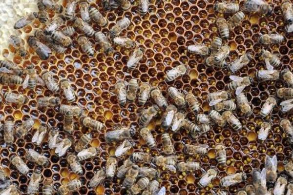中蜂怎么原地分蜂而不回蜂，可利用新工蜂这一特性来拆分蜂群