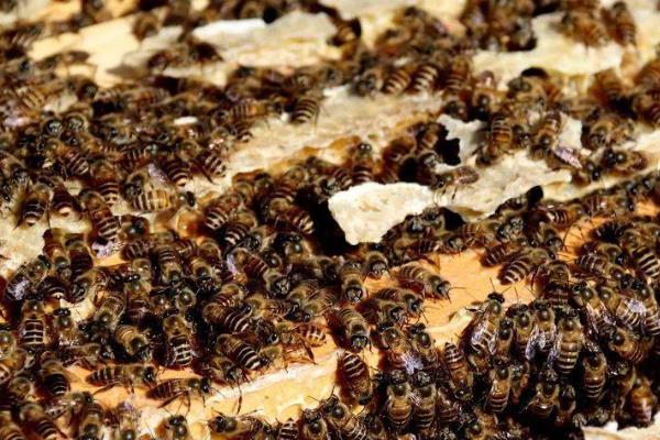 中蜂怎么原地分蜂而不回蜂，可利用新工蜂这一特性来拆分蜂群